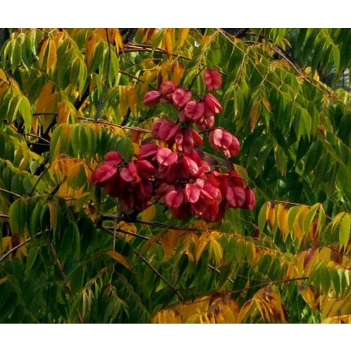 Bomen-trees Koelreuteria bipinnata - Chinese flame tree