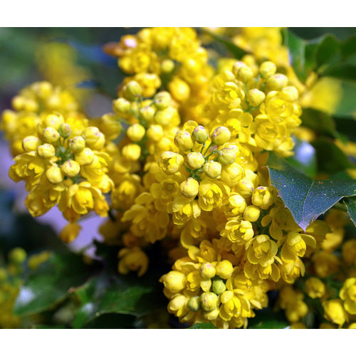 Bloemen-flowers Mahonia aquifolium - Mahonia shrub