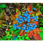 Bloemen-flowers Mahonia aquifolium - Mahonia shrub