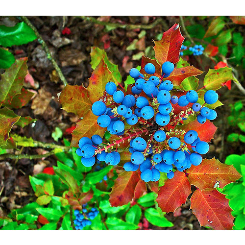 Bloemen-flowers Mahonia aquifolium - Mahonia shrub