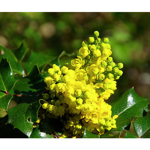 Bloemen-flowers Mahonia aquifolium - Mahonia shrub