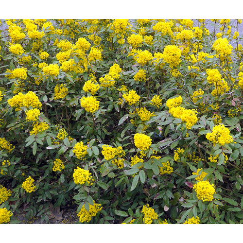 Bloemen-flowers Mahonia aquifolium - Mahonia shrub