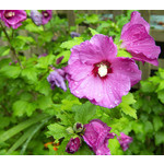 Bloemen-flowers Hibiscus syriacus Woodbridge - Altheastruik