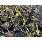 Bloemen-flowers Hibiscus syriacus Woodbridge - Althea shrub