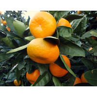 Eetbare tuin-edible garden Citrus reticulata Satsuma