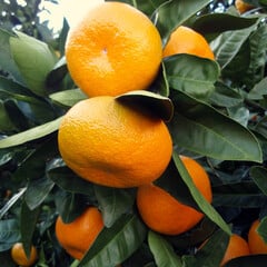Eetbare tuin-edible garden Citrus reticulata Satsuma