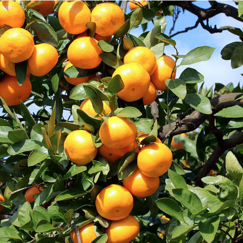 Eetbare tuin-edible garden Citrus reticulata Satsuma