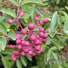 Eetbare tuin-edible garden Zanthoxylum simulans - Poivrier su Sichuan