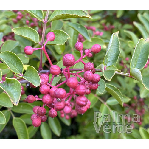 Eetbare tuin-edible garden Zanthoxylum simulans - Sichuan pepper