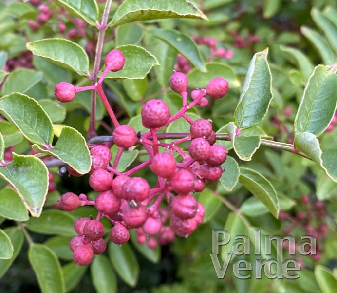 Zanthoxylum simulans - Sichuan pepper