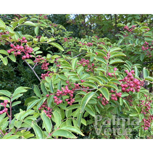 Eetbare tuin-edible garden Zanthoxylum simulans - Sichuan pepper