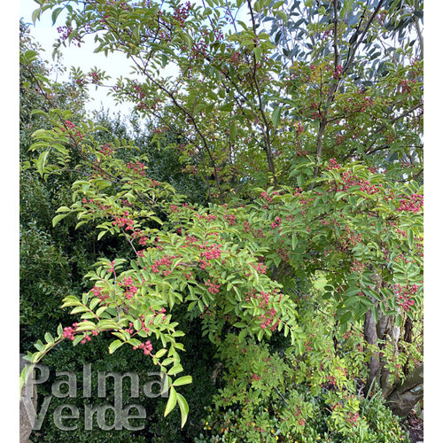 Eetbare tuin-edible garden Zanthoxylum simulans - Szechuanpeper