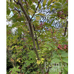 Eetbare tuin-edible garden Zanthoxylum simulans - Poivrier su Sichuan
