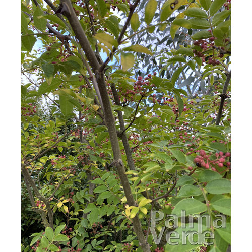 Eetbare tuin-edible garden Zanthoxylum simulans - Poivrier su Sichuan