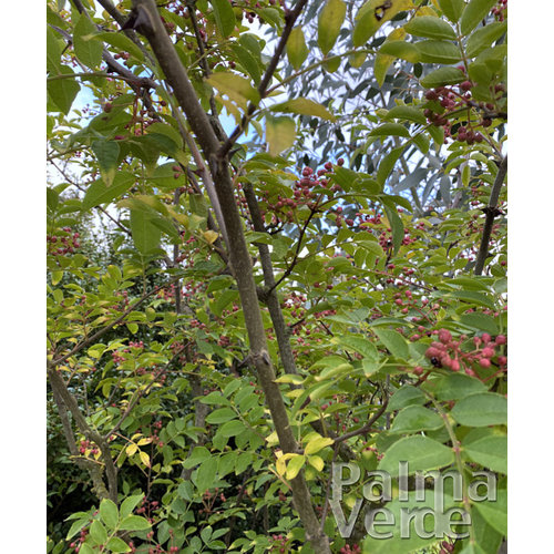 Eetbare tuin-edible garden Zanthoxylum simulans - Sichuan pepper