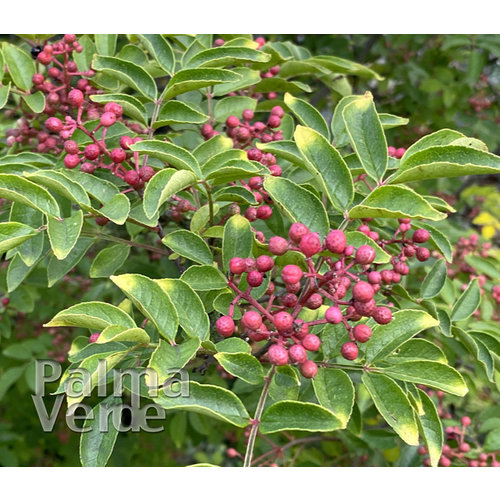 Eetbare tuin-edible garden Zanthoxylum simulans - Sichuan pepper