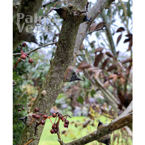 Eetbare tuin-edible garden Zanthoxylum simulans - Sichuan pepper