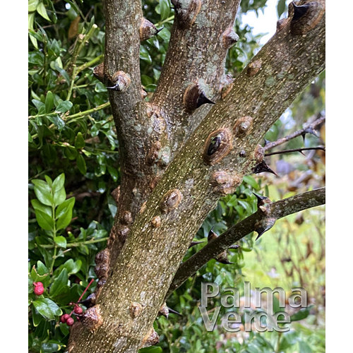 Eetbare tuin-edible garden Zanthoxylum simulans - Sichuan pepper