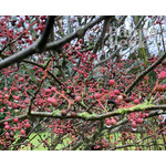 Eetbare tuin-edible garden Zanthoxylum simulans - Poivrier su Sichuan