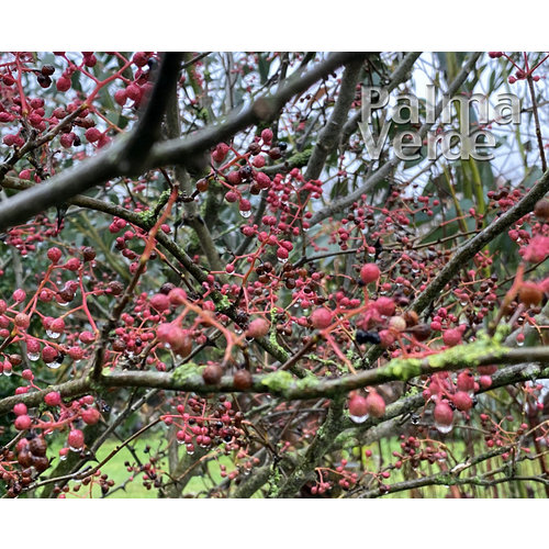 Eetbare tuin-edible garden Zanthoxylum simulans - Szechuanpeper