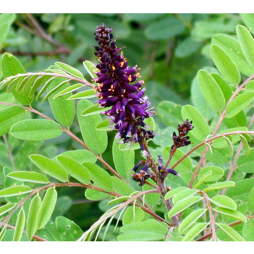 Bloemen-flowers Amorpha fruticosa - False indigo shrub