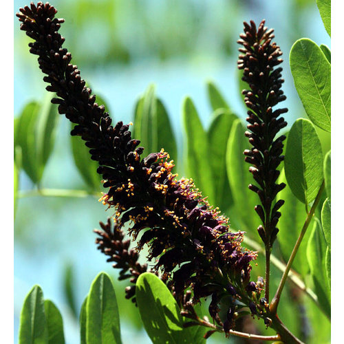 Bloemen-flowers Amorpha fruticosa - False indigo shrub