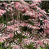 Eetbare tuin-edible garden Toona sinensis Flamingo - Uiensoepboom