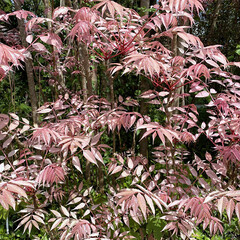 Eetbare tuin-edible garden Toona sinensis Flamingo - Onion soup tree