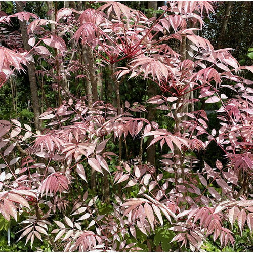 Eetbare tuin-edible garden Toona sinensis Flamingo - Uiensoepboom