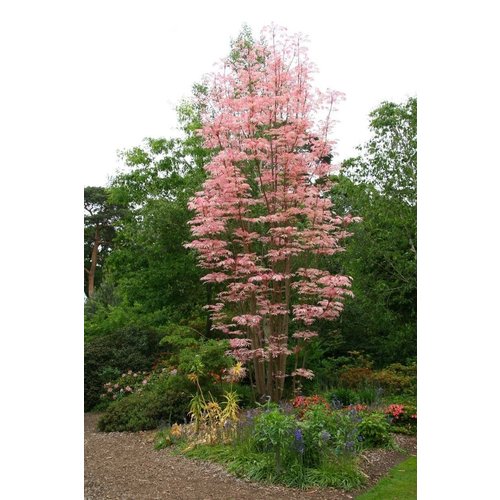 Eetbare tuin-edible garden Toona sinensis Flamingo - Uiensoepboom