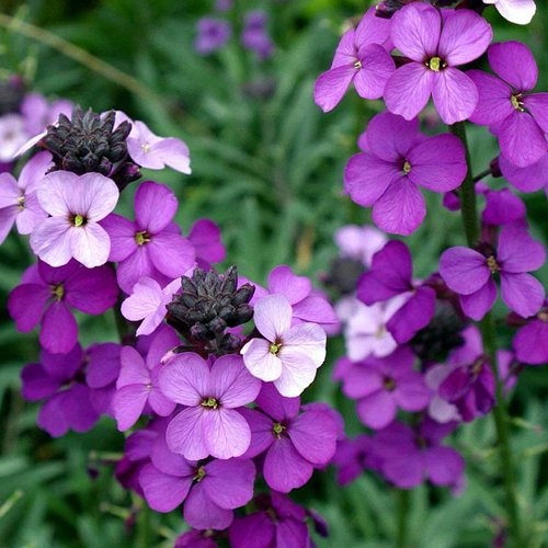 Bloemen-flowers Erysimum Bowles Mauve - Muurbloem