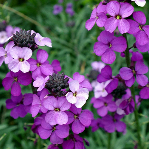 Bloemen-flowers Erysimum Bowles Mauve - Wallflower