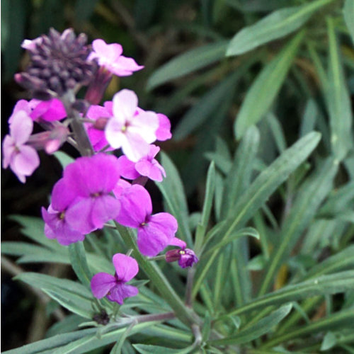 Bloemen-flowers Erysimum Bowles Mauve - Muurbloem