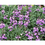 Bloemen-flowers Erysimum Bowles Mauve - Wallflower