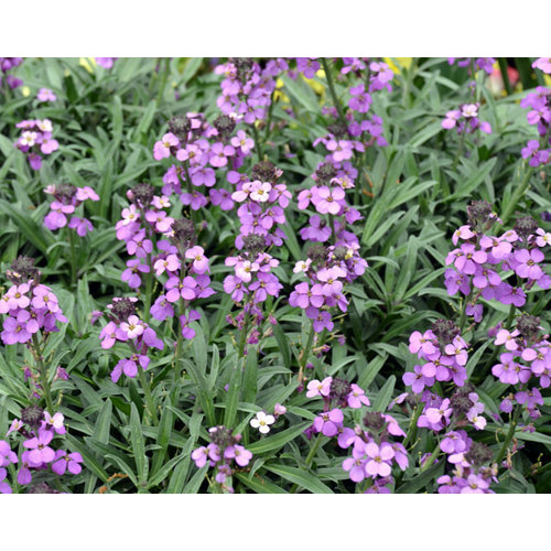 Bloemen-flowers Erysimum Bowles Mauve - Muurbloem