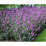 Bloemen-flowers Erysimum Bowles Mauve - Muurbloem