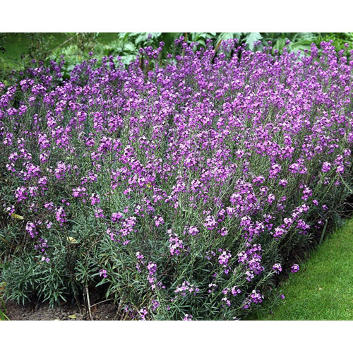 Bloemen-flowers Erysimum Bowles Mauve - Muurbloem