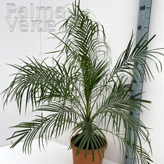 Palmbomen-palms Phoenix roebelenii - Dwerg dadelpalm