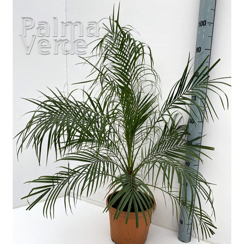 Palmbomen-palms Phoenix roebelenii - Dwerg dadelpalm