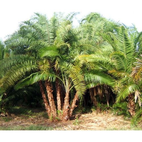 Palmbomen-palms Phoenix roebelenii - Dwarf date palm