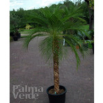 Palmbomen-palms Phoenix roebelenii - Dwarf date palm