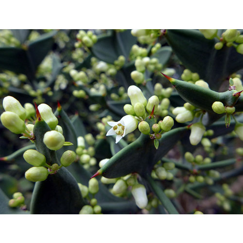 Bloemen-flowers Colletia paradoxa