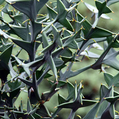 Bloemen-flowers Colletia paradoxa