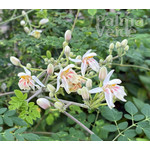 Eetbare tuin-edible garden Moringa oleifera - Ben ailée
