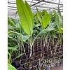 Bananen-bananas Musa nagensium var. nagensium