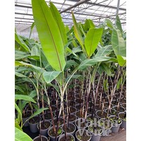 Bananen-bananas Musa nagensium var. nagensium