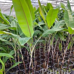 Bananen-bananas Musa nagensium var. nagensium