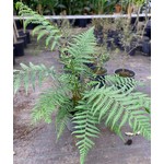 Blad-leaf Dicksonia antarctica - Tasmaanse boomvaren