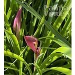 Bloemen-flowers Billbergia nutans - Queens tears