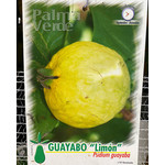Eetbare tuin-edible garden Psidium guajava - Guava